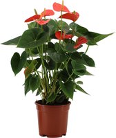 Kamerplant van Botanicly – Flamingoplant – Hoogte: 57 cm – Anthurium Prince of Orange