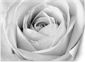 Trend24 - Behang - Witte Roos - Behangpapier - Fotobehang Bloemen - Behang Woonkamer - 250x175 cm - Incl. behanglijm