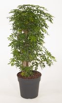 Kamerplant van Botanicly – Vingerboom – Hoogte: 100 cm – Schefflera arboricola Luseana