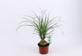 Kamerplant van Botanicly – Olifantenpoot – Hoogte: 40 cm, 3 takken – Beaucarnea recurvata