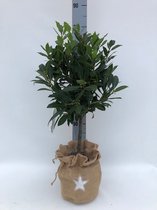 Kamerplant van Botanicly – Laurier – Hoogte: 80 cm – Laurus Nobilis