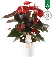 FloriaFor - Anthurium Coral Champion - - ↨ 50cm - ⌀ 14cm