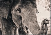 Muurrechthoek olifant closeup 70 x 100 cm