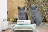 Behang - Fotobehang Twee Britse korthaar kittens met hooi - Breedte 390 cm x hoogte 260 cm