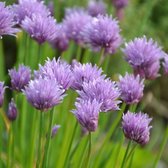 12 x Allium schoenoprasum - Bieslook in 9x9cm pot met hoogte 5-10cm