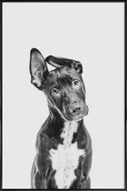 JUNIQE - Poster in kunststof lijst Hond – Zwart | Wit -60x90 /Grijs &
