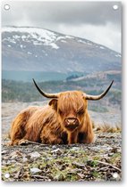 Schotse Hooglander - Tuinposter 80x120 - Wanddecoratie - Besteposter - Dieren - Natuur