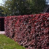 20 x Rode Beukenhaag - Haagplant Bladhoudend - Fagus sylvatica Atropunicea hoogte 40-60cm (Blote Wortel)