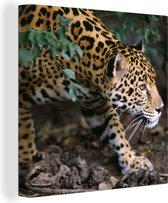 Tableau sur toile Jaguar rampant en forêt - 90x90 cm - Décoration murale