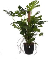 Monstera met Elho sierpot ↨ 120cm - hoge kwaliteit planten
