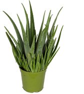 Aloe Vera ↨ 60cm - hoge kwaliteit planten