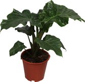 Alocasia Low Rider ↨ 60cm - planten - binnenplanten - buitenplanten - tuinplanten - potplanten - hangplanten - plantenbak - bomen - plantenspuit
