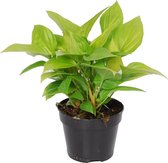 Homalomena Lemon Lime ↨ 40cm - hoge kwaliteit planten