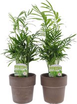 Chamaedorea in Terracotta ↨ 40cm - 2 stuks - hoge kwaliteit planten