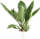 Anthurium Jungle King klein - Hoogte ↕ 50cm - Pot ∅ 14cm