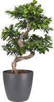 Ficus Gin Seng Bonsai in pot - Antraciet - Hoogte ↕ 70cm - Pot ∅ 27cm