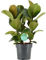 Ficus Cloe Zonder Pot - Hoogte ↕ 60cm - Pot ∅ 21cm