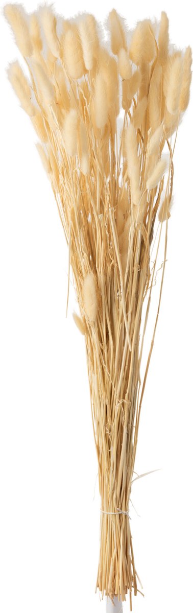 J-Line droogbloemen - Bundel Pluim Hazenstaart - riet - beige - large Naturel