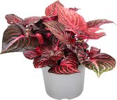 Plant in a Box - Iresine Herbstii 'Red' - Biefstukplant Rood - Kamerplant - Pot 13cm - Hoogte 20-30cm