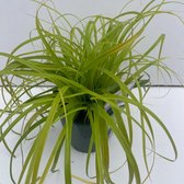 1 stuk(s) | Carex oshimensis 'Everillo' C2 cm