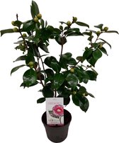 Plant in a Box - Camellia japonica "Bonomiana" - Rose japonaise - Camellia plant rustique - Pot 15cm - Hauteur 50-60cm