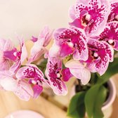 Kolibri Orchids | COMBI DEAL van 4 roze paarse phalaenopsis orchideeën - El Salvador - potmaat Ø9cm | bloeiende kamerplant - vers van de kweker