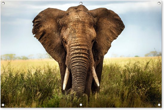 Tuinposter - Tuindoek - Tuinposters buiten - Afrikaanse olifant vooraanzicht - 120x80 cm - Tuin