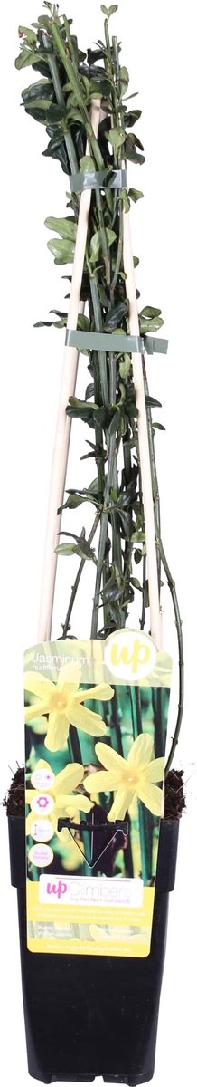 De Winterjasmijn Kleur Geel Klimplant Tuinplant Jasminum nudiflorum ↨65cm Ø15