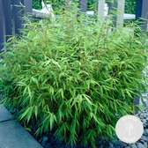 2x Fargesia Formidable – Bamboe – Tuinplant – Winterhard - ⌀17 cm - 40-50 cm