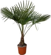Buitenpalm – Chinese Waaierpalm (Trachycarpus Fortunei) – Hoogte: 130 cm – van Botanicly