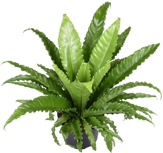 Asplenium antiquum kopen