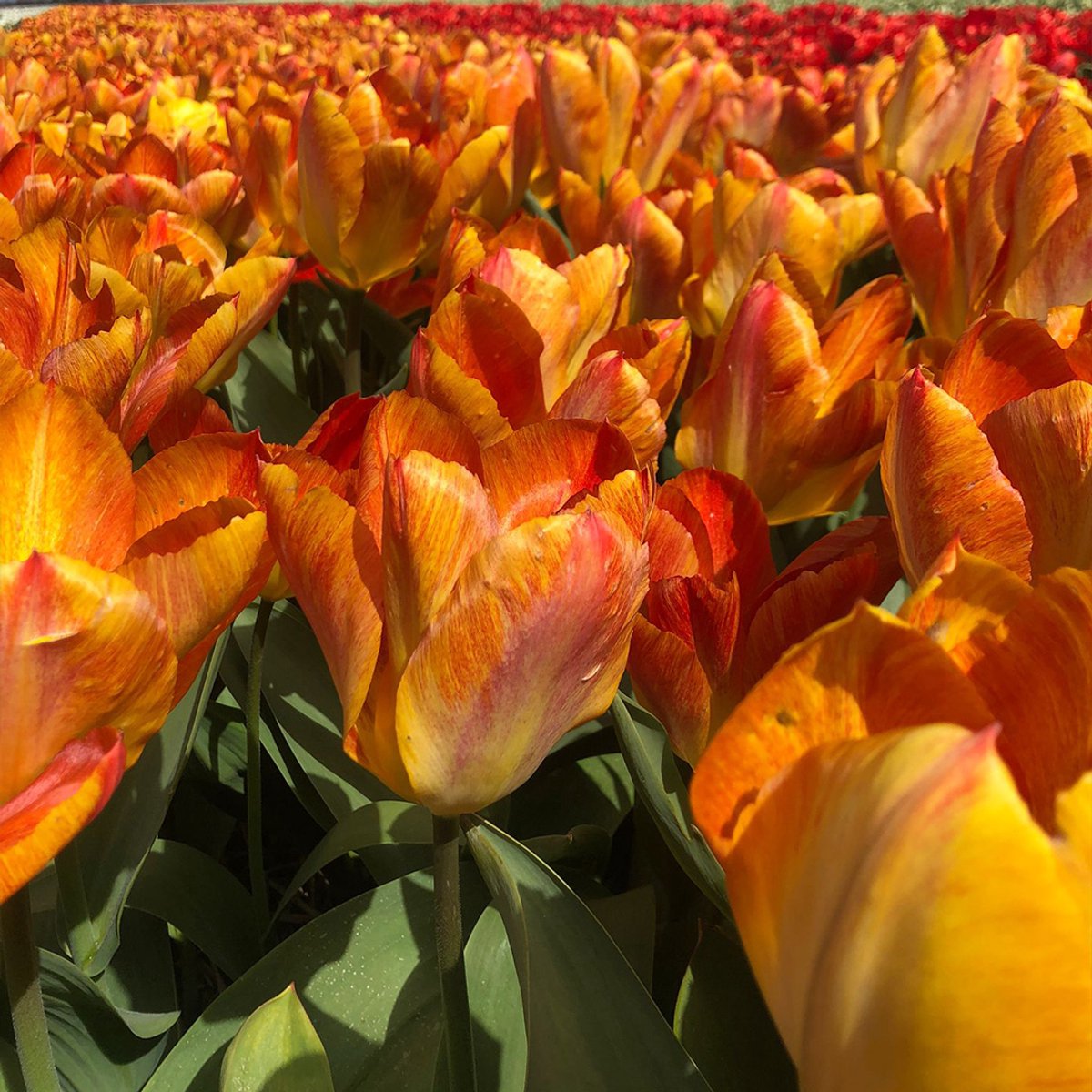 Tulp Flaming Sunrise | 10 stuks | Oranje | Rood | Tulpenbollen