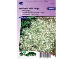 Sluis Garden - Bruidssluier White Design (Gypsophila paniculata)