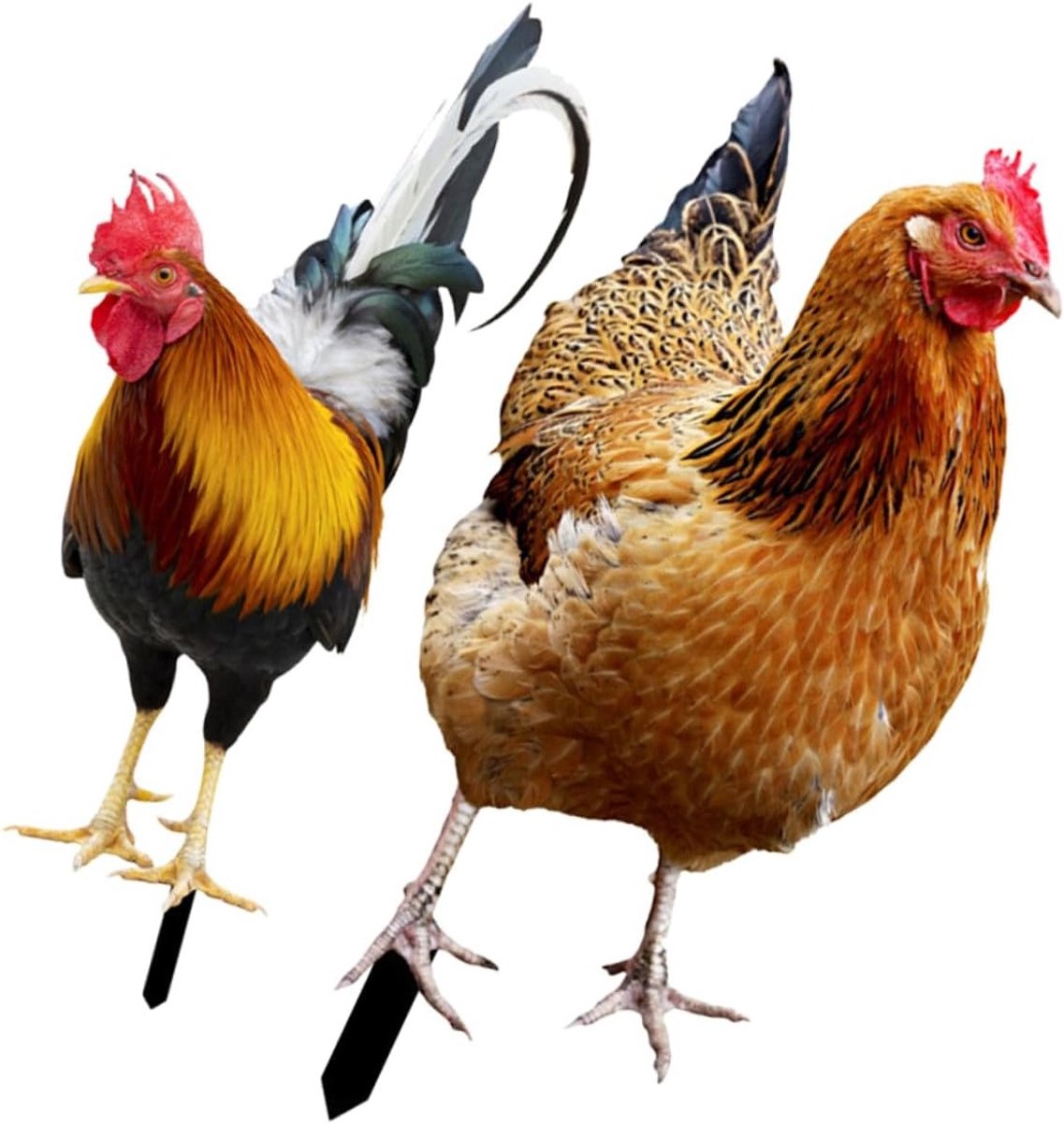 Weerbestendige Tuindecoratie Set van 2 Kippenfiguren, UV-bestendige Buitenversiering voor Tuin en Terras, Grappige Tuin Kunst voor Buitenruimte