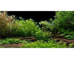 Aquarium Achtergrond - Vistank Decoratie - Aquarium Verfraaien - Levendige HD Beelden - 120x50cm - Rivierbed Ontwerp