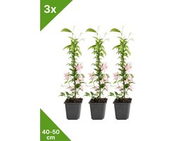 GARDENZO - 3x Roze Toscaanse Jasmijn (Trachelospermum 'Pink Showers') in P9 - 40/50 cm