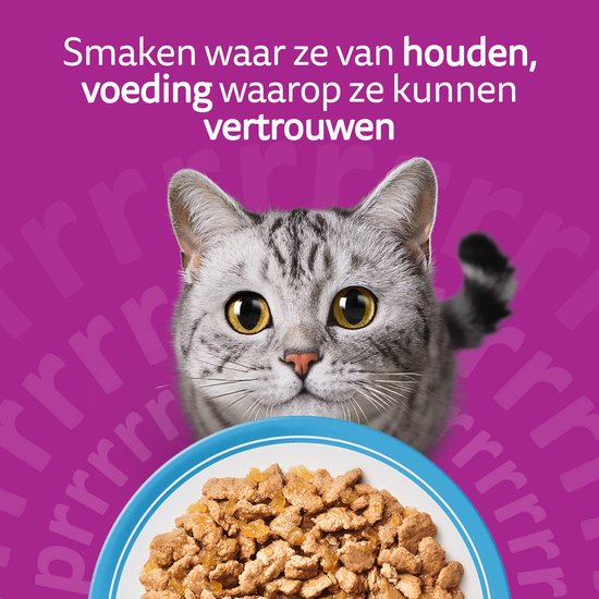 Zilveren kat met gele ogen kijkt naar bakje met natvoer.