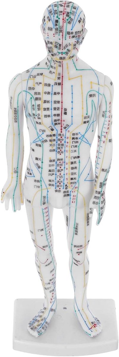 Acupunctuur Model - Meridianen Lichaam - Training Leren - Realistische Anatomie - 40 cm - Wit