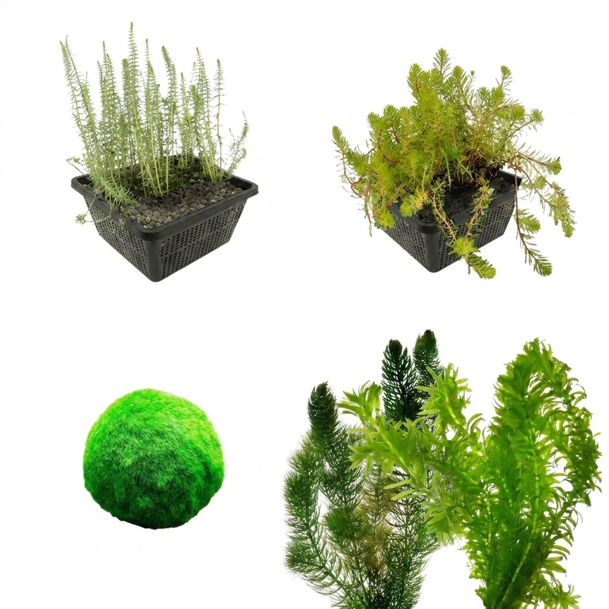vdvelde.com - Zuurstofplanten pakket 1.500-3.000L vijver - Helder water - Anti alg - Winterhard - Biologisch gekweekt - Complete set met vijvermandjes, klei, voeding & beplantingsadvies