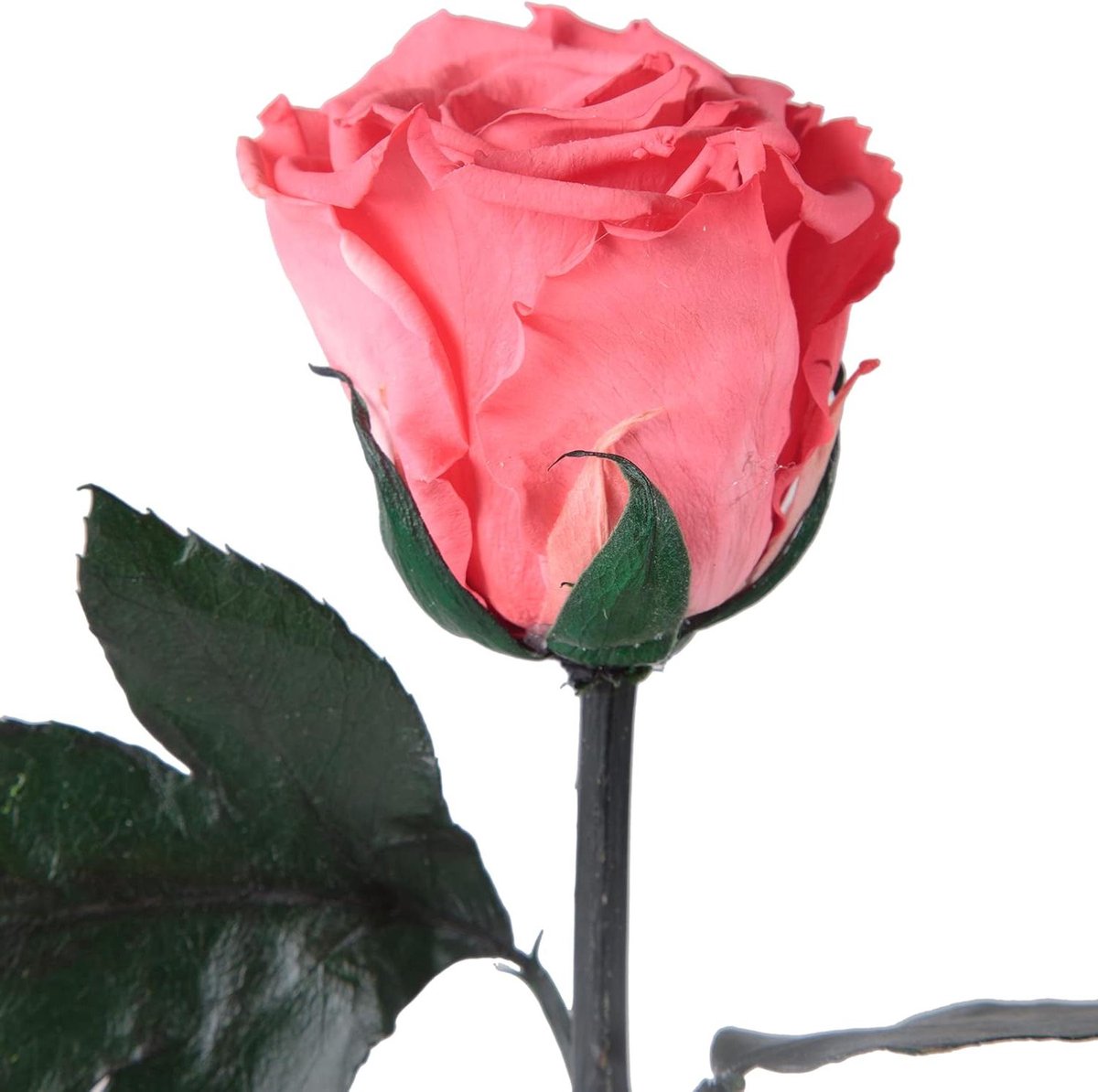 Eeuwige Roos - Geconserveerde Bloem - Romantisch Cadeau - Houdbaar 3 Jaar - 45-50 cm - Koraalrood