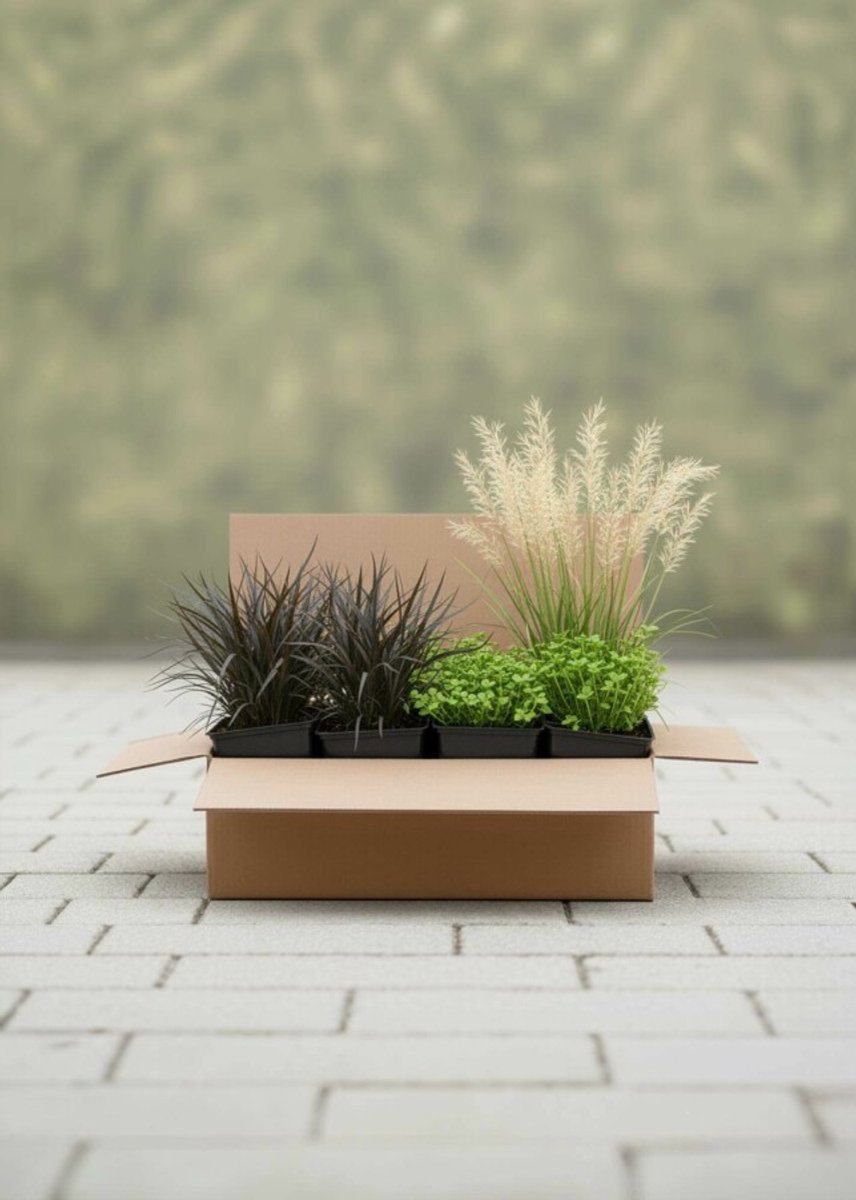 Natuurlijke Elegantie Mix Borderpakket - 48 st. (3,5m²) - 9x Slangenbaard, 30x Priemvetmuur, 18x Vedergras - Heijnen Planten