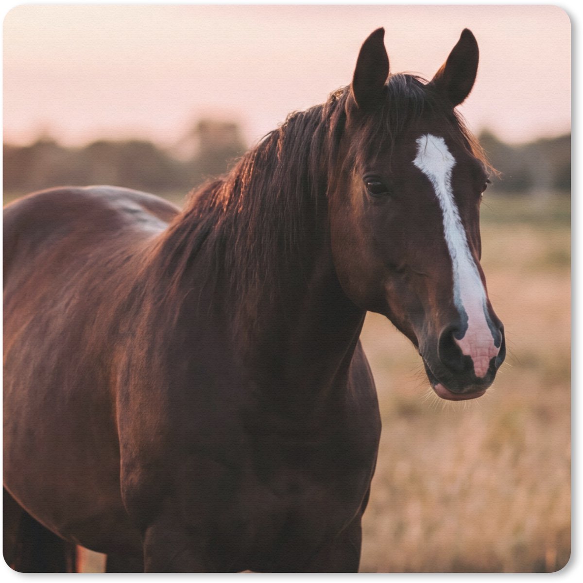 Muismat 30x30 cm - Mousepad Paard - Zonsondergang - Bruin - Muismatten