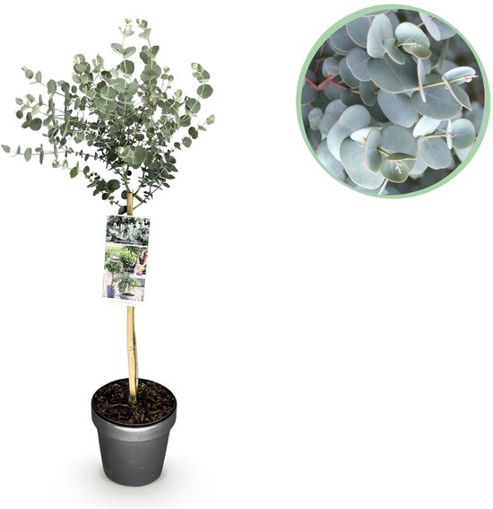 Eucalyptus gunni 'Azure' op stam in pot met label, met close-up van grijze ronde bladeren.