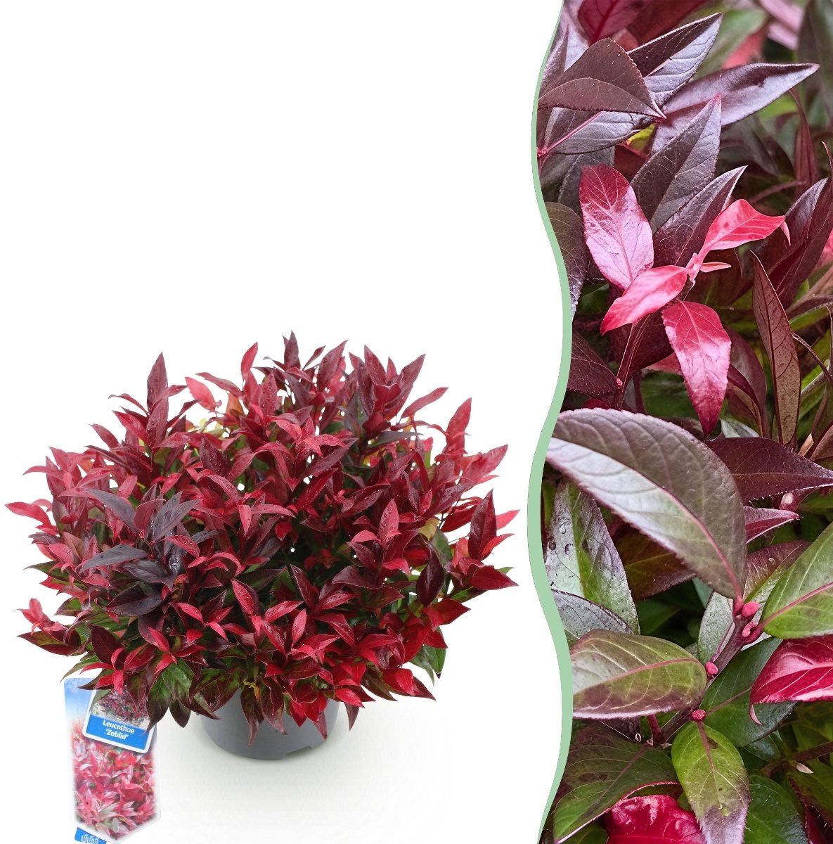 Green boutiQ - Tuinplant - Leucothoe Zeblid - Rood - 1 Plant - Groenblijvend - Weinig Onderhoud - Pot 17cm Hoogte 35 - 45cm