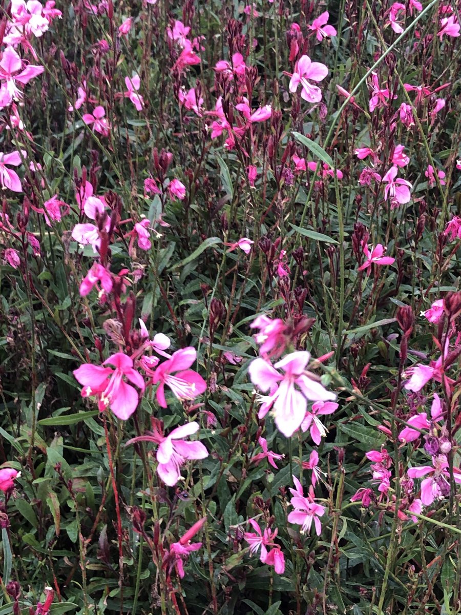 6x Prachtkaars - Gaura lindh. 'Flamingo Pink' (= oenothera lindh.) | 9x9 cm pot
