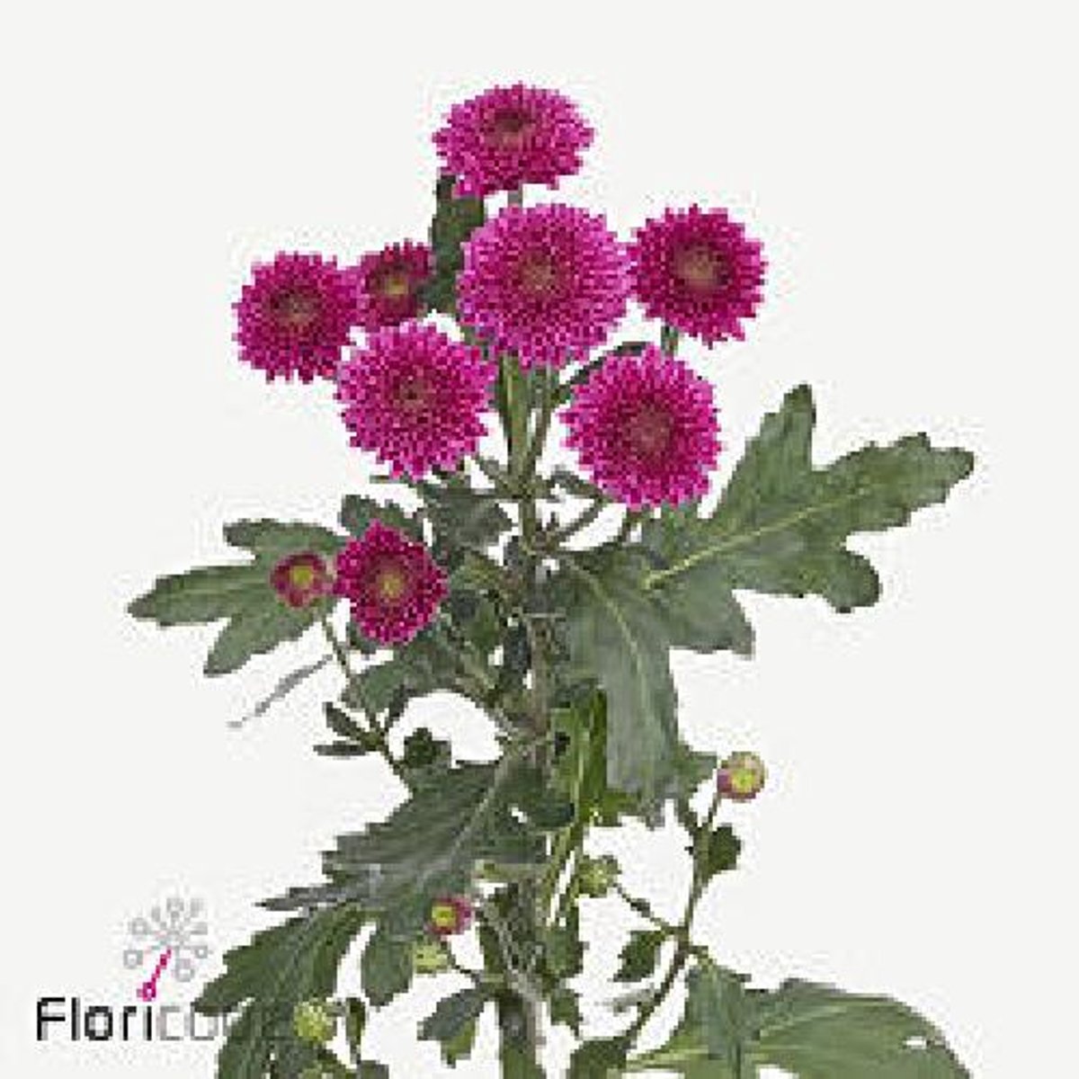 25x Chrysant san.antonelli 50cm