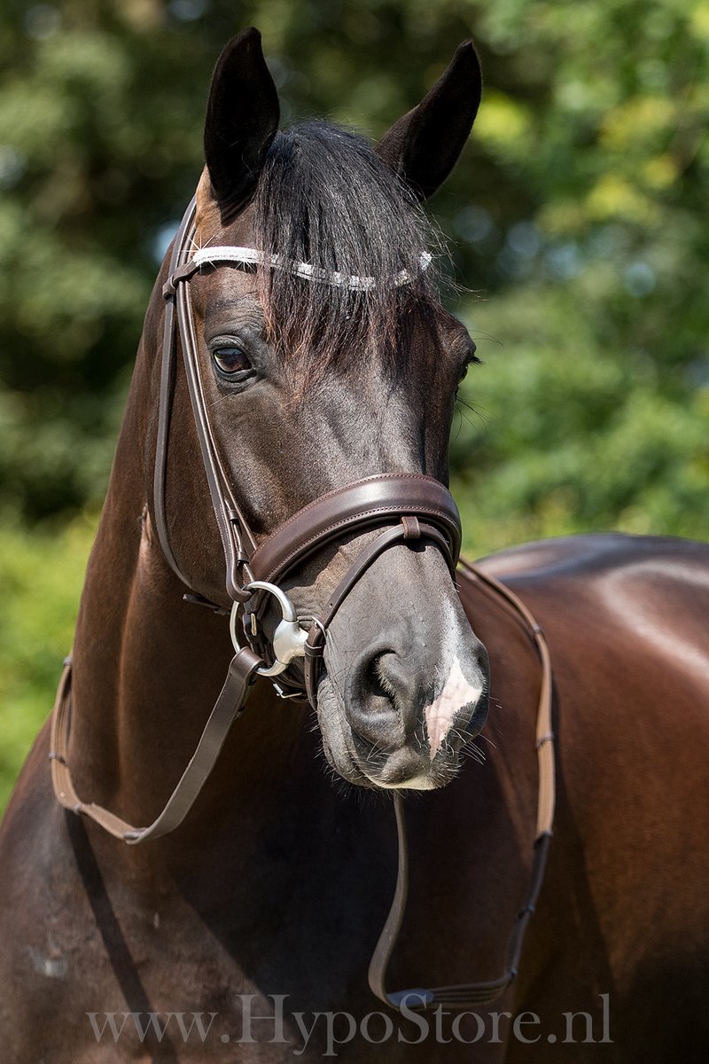 Premiera "Valentia" bruin hoofdstel met bling frontriem, gouden fournituren - Full
