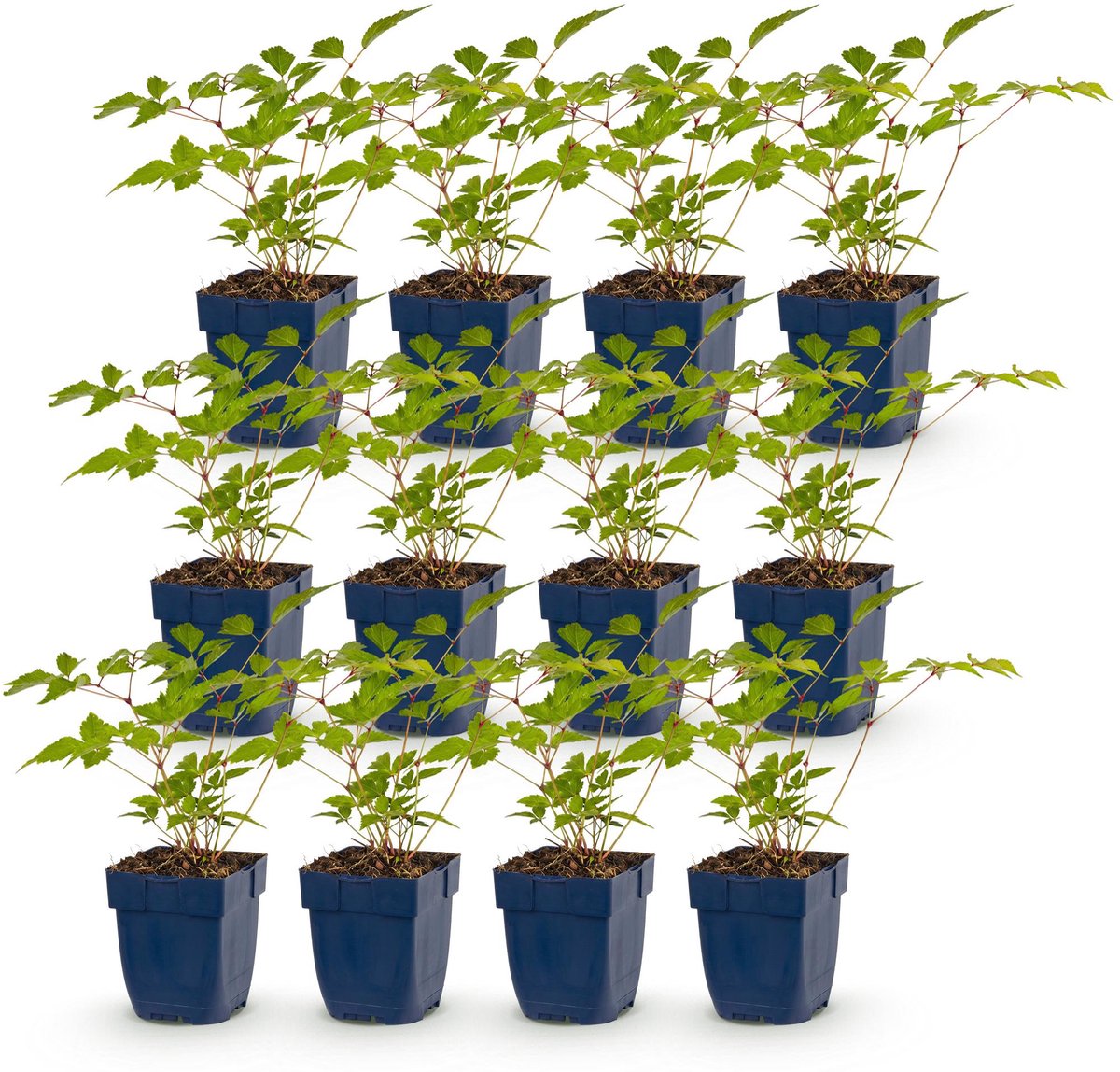 Green boutiQ - Vasteplant - Astilbe (J) Europa - Pluimspirea - Schaduw - Roze - 12 Planten - Pot 11cm - Hoogte 15-25cm