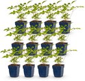 Twaalf jonge planten in blauwe potten, elk met groene, gedeeltelijk gevormde bladeren.