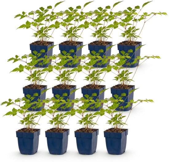 Twaalf jonge planten in blauwe potten, elk met groene, gedeeltelijk gevormde bladeren.